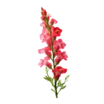 picture of snapdragon flower