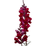 snapdragon flower