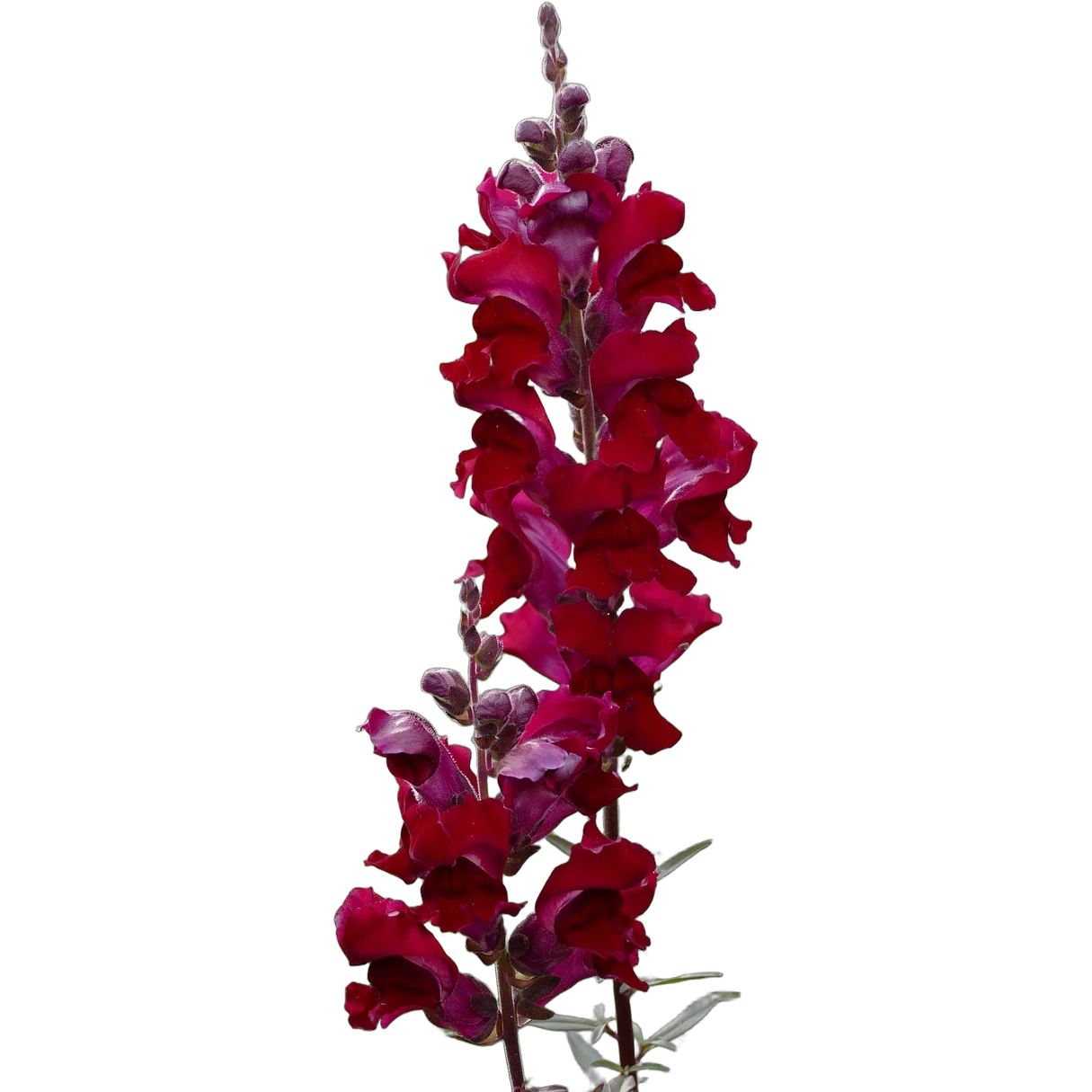 snapdragon flower